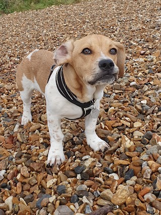 Portsmouth Pet guardians