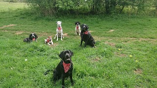 Hayley's Happy Hounds