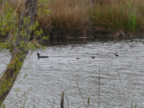 Darwin's Walk Pond