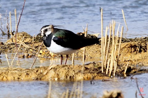 The Anglian Water Bird Watching Centre