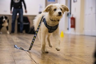 Build A Bond dog training and Walking