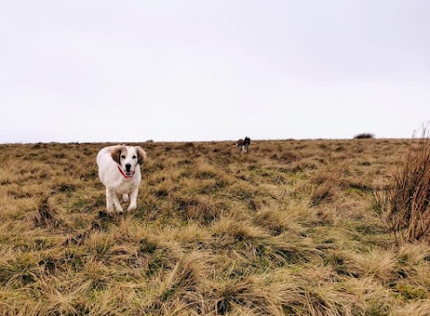 Chris's K9 Boarding & Walks