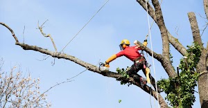 Top Cuts Tree Service & Landscaping