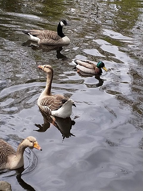 Etherow Country Park