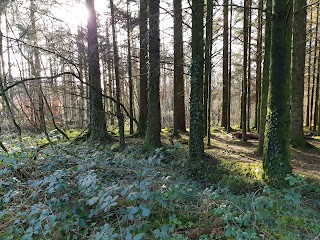 Mynydd Mawr Woodland Park