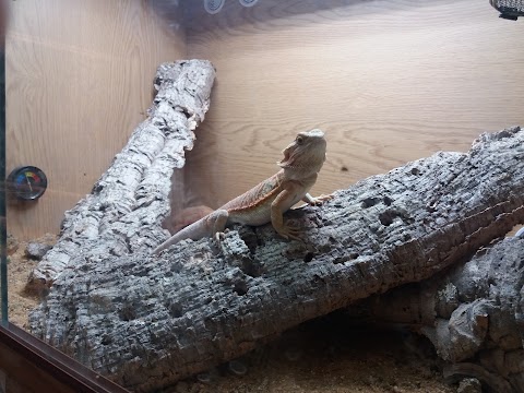 Bailey's Reptile's and Pet Supplies Doncaster Ltd