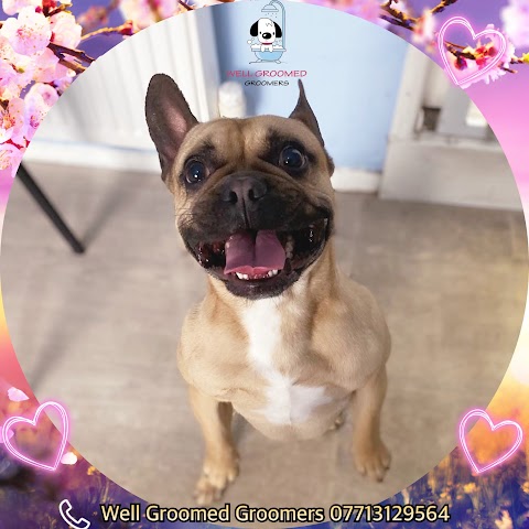 WellGroomed Groomers & Pet Boutique