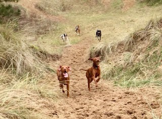 Chips Farm Animal Care, Ormskirk (Dog Boarding)