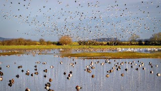 WWT Slimbridge