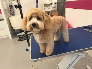 Waggy washes dog grooming salon