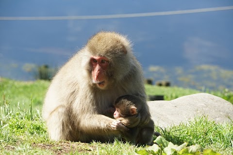 Highland Wildlife Park