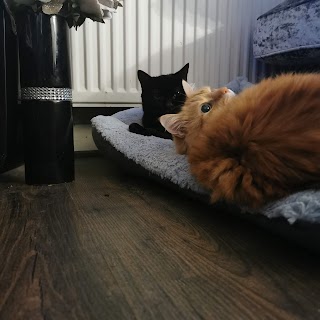 Pet Pals Boarding Cattery