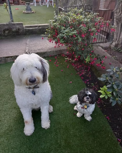 Maddie's Retreat Home Dog Boarding