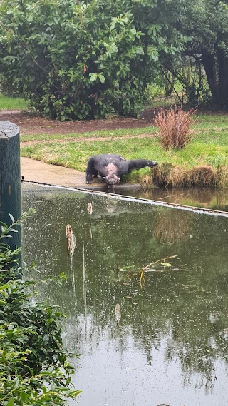 Cedar House - Chester Zoo