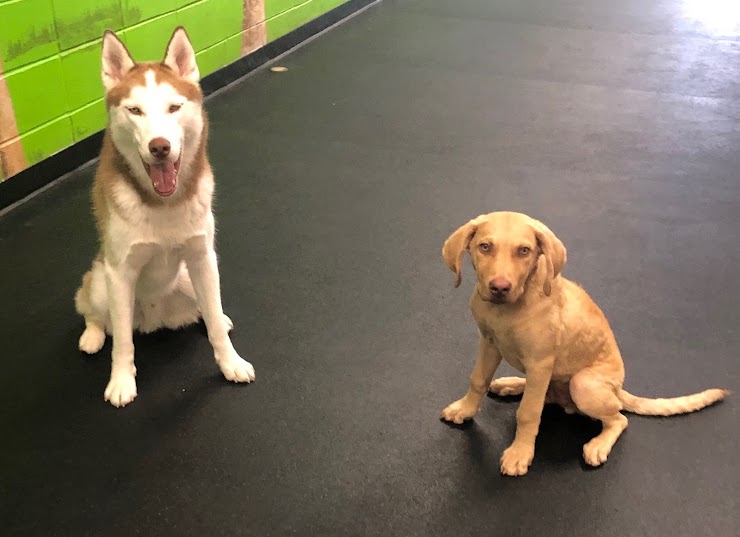 American Boarding Kennel, Burnsville, MN