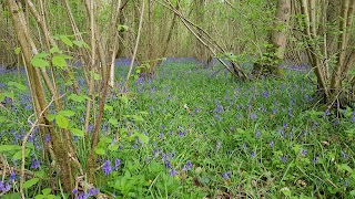 Lower Woods Nature Reserve