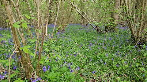 Lower Woods Nature Reserve