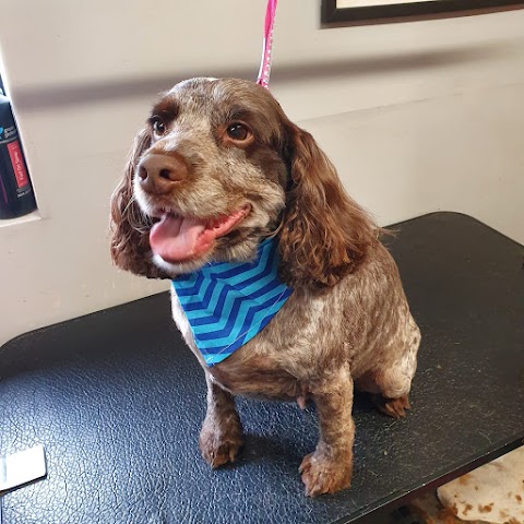 Pampered Paws Dog Grooming