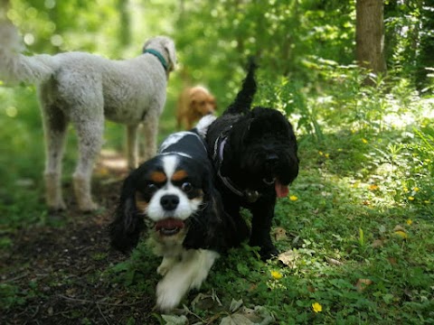 Campbells Walkies - Dog Walker in Musselburgh & East Lothian