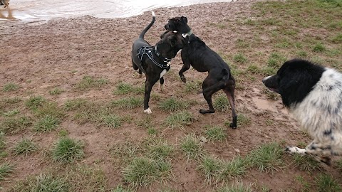 Dogs Go - Dog Parks, Dog Day Care, Dog Playtimes