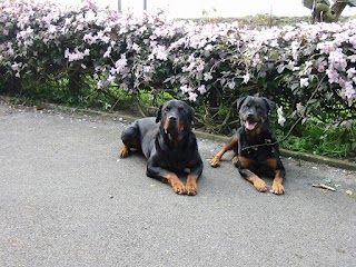 Wynhol Kennels and Cattery