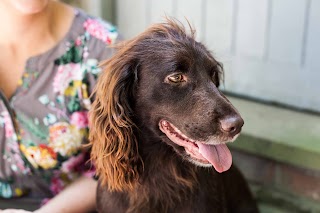 Scholar Dogs - Dog Walking & Home Boarding