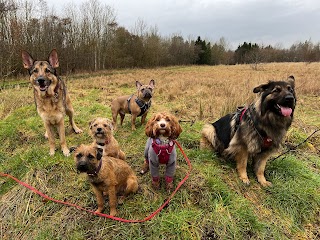 The Woof Pack Dog Walking & Pet Services/Training