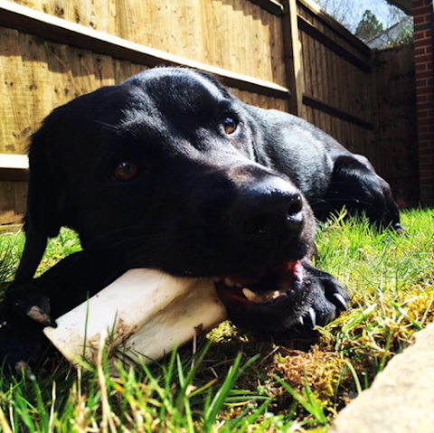 Happy Hounds