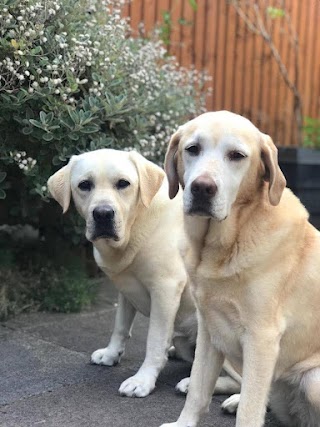 Fran's Happy Hounds