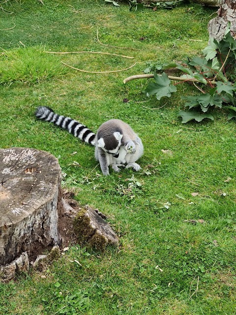 Twycross Zoo