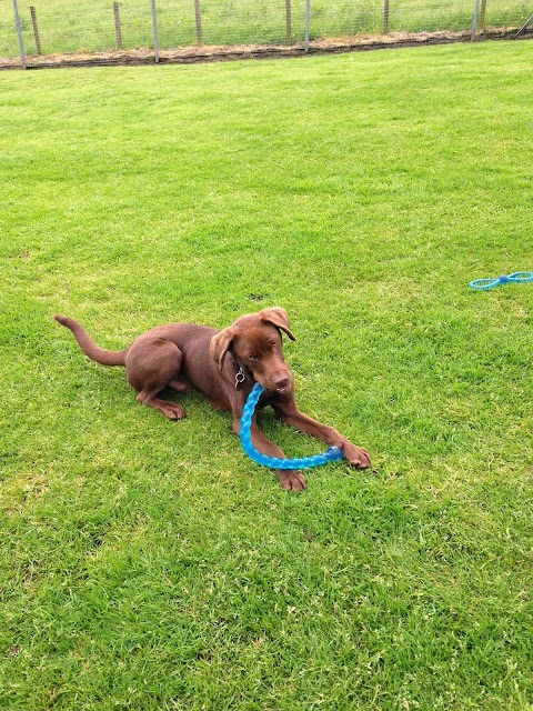 Glenview Boarding Kennels