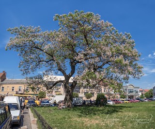 Павловнія (Адамове дерево)