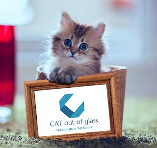 Cat Out Of Glass