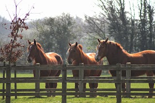 Heritage Horses