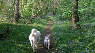 A Walk in the Parks home dog boarding