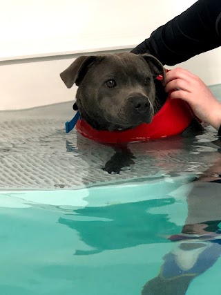 Aquapaws Canine Hydrotherapy & Fun Swim