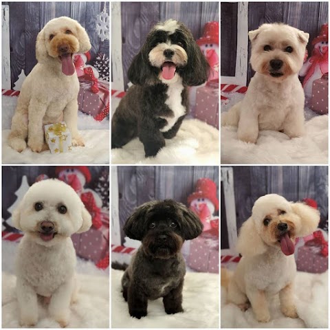 Pawfect Style Dog Grooming SPA