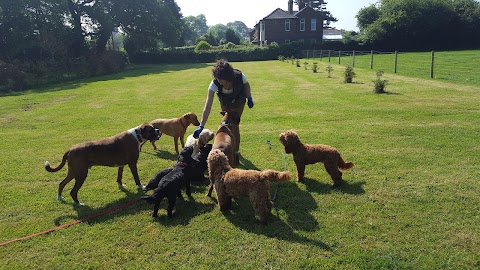 Rachael's Home Dog Boarding