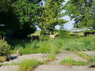 Blue Lodge Farm