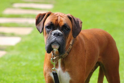 Rachael's Home Dog Boarding