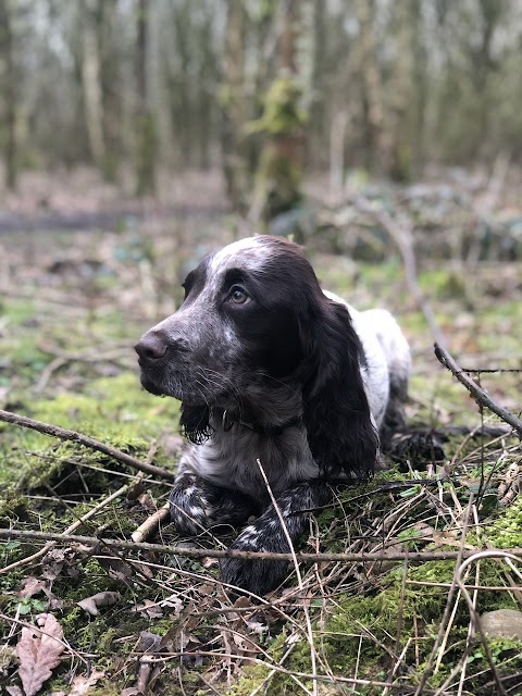 Meadowcroft Dog Lodge