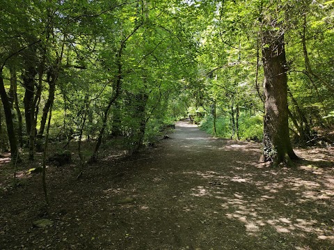 Longtimber Woods