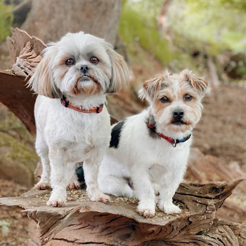 Happy Hounds Coventry Dog Walking and Day Care