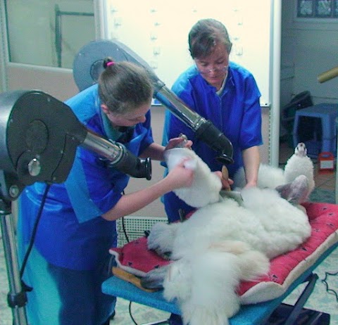 Heather's Dog Grooming