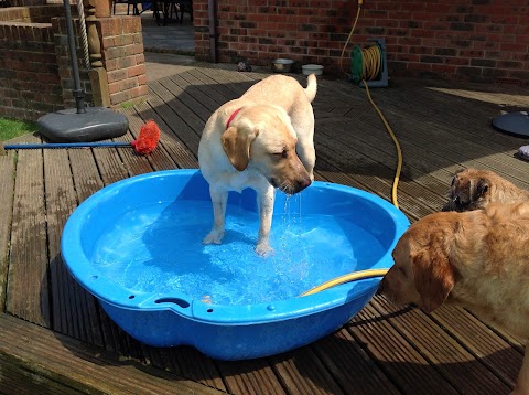 Home Farm Dog Day Care