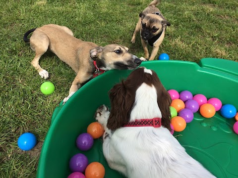 Golden Paws Dog Walking Service