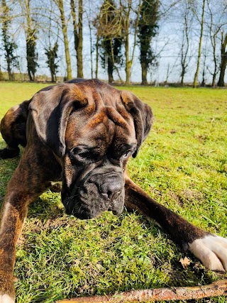 Charlou Boarding Kennels & Cattery