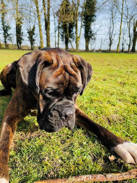 Charlou Boarding Kennels & Cattery