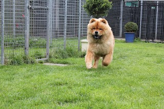 Arden House Kennels & Cattery