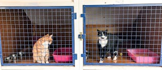 Colbeg Cattery